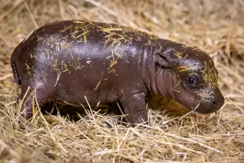 20.000 Namensvorschläge für Mini-Hippo