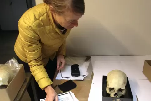 Tricia Close-Koenig untersucht einen der im Anatomischen Institut aufbewahrten Schädelknochen. 