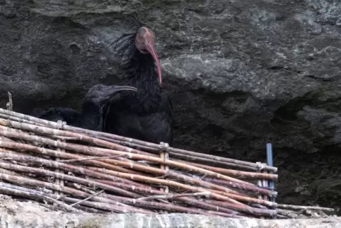 Waldrapp-Nachwuchs in der Felswand