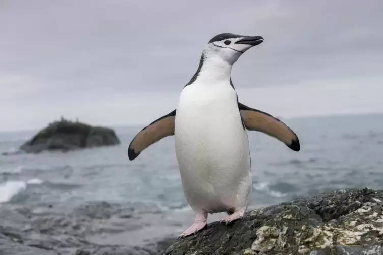  Die Elefanteninsel in der Antarktis ist die Heimat einer der größten Zügelpinguin-Populationen der Welt. 