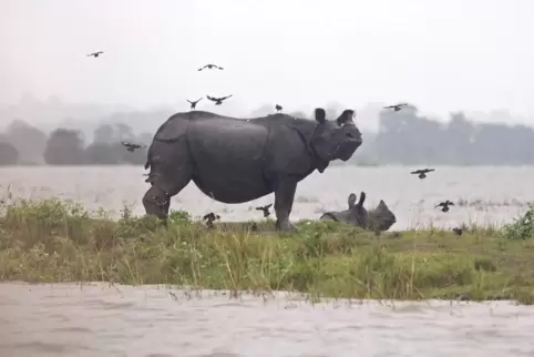 Hochwasser in Indien