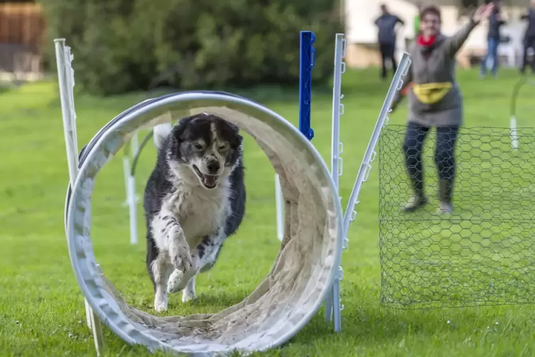 Auch Hundesport steht auf dem Programm beim Treffen der Sheltie-Freunde.