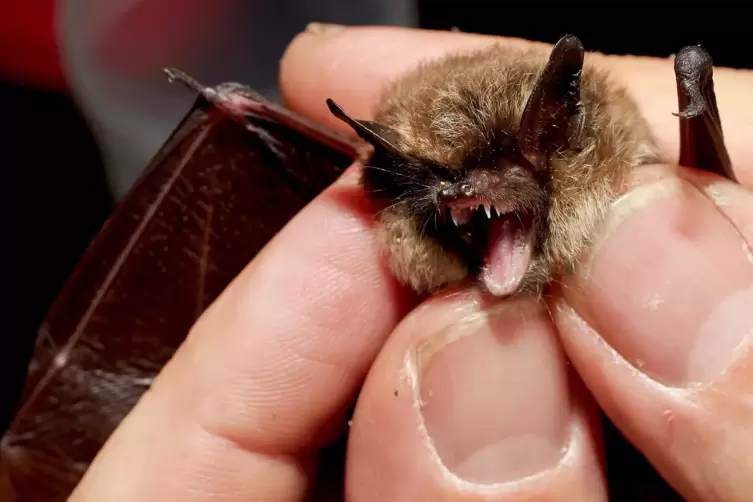 Unter anderem fließen die Zuschüsse in den Erwerb von Fledermaus-Nisthilfen. 