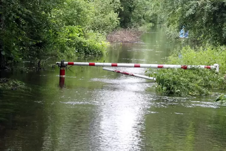 Auwald: Überflutungen erhöhen Stechmücken-Gefahr.