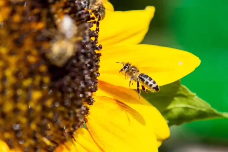 Naturbotschafter informieren bei der Aktion Kirche Kunterbunt über die Honigbiene. 