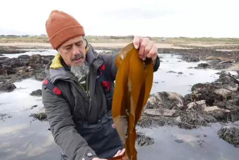 Jayson Byles mit Fingertang (Laminaria digitata)