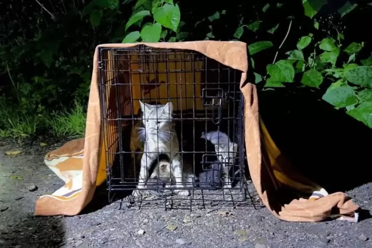 In dieser Box sind die acht Katzen ausgesetzt worden. 