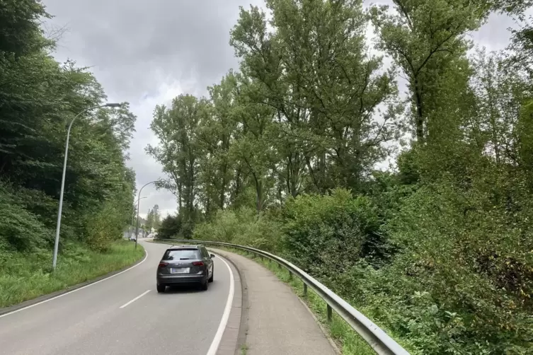 Entlang der Bitscher Straße werden vor allem auf der rechten Seite in Richtung Stadt die Bäume kräftig zurückgeschnitten. 