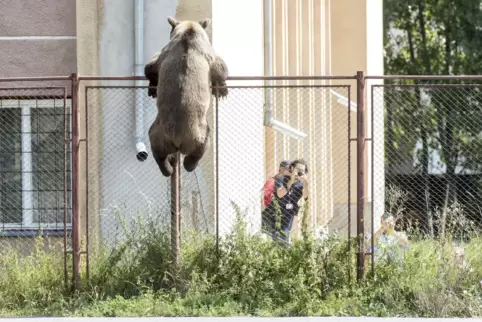 Braunbären klettern auch mal über Zäune – so wie hier an einer rumänischen Schule. 