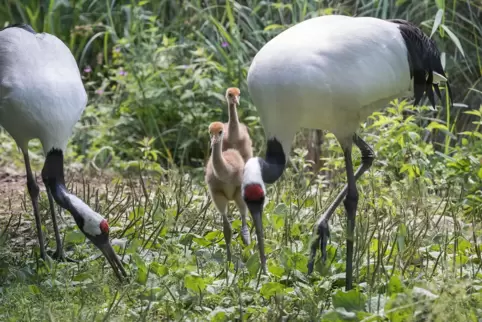 Nachwuchs bei Mandschurenkranichen im Zoo Heidelberg