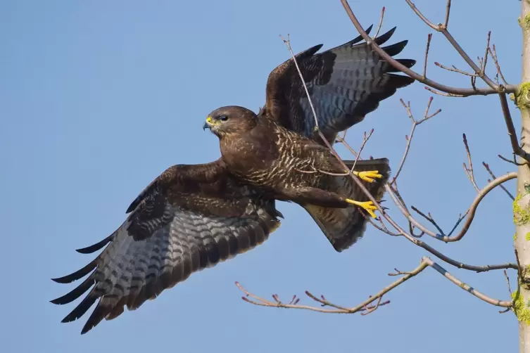 Der Mäusebussard gilt in Deutschland als der häufigste Greifvogel. Auf den Erzhütten wird vergangene Woche einer getötet.