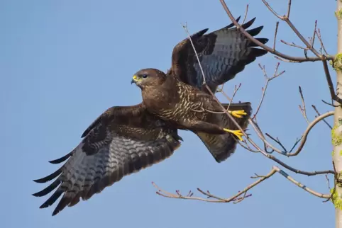 Der Mäusebussard gilt in Deutschland als der häufigste Greifvogel. Auf den Erzhütten wird vergangene Woche einer getötet.