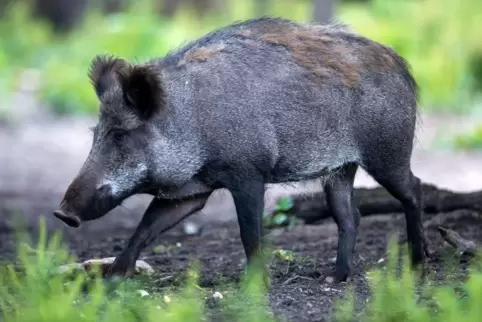 Ein Wildschwein im Wald. Infizierte leiden häufig unter anderem an Appetitlosigkeit. 