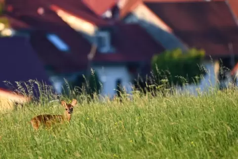 Rehe wagen sich manchmal nah an Häuser heran. Das kann für Gärtner ärgerlich sein. 