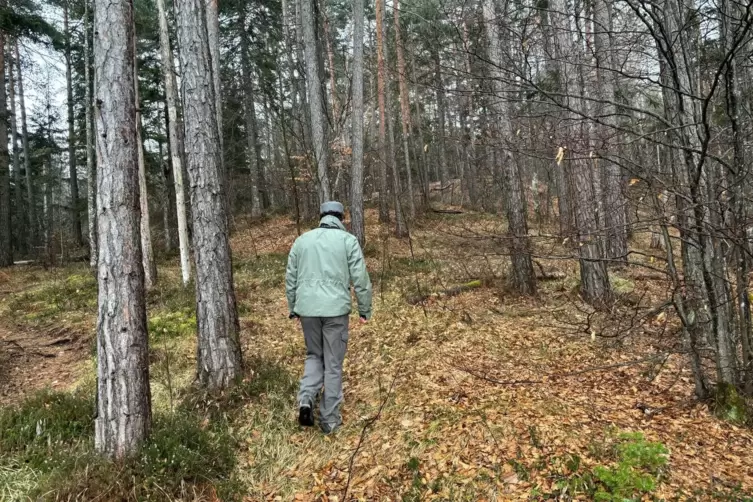 Bären im Trentino