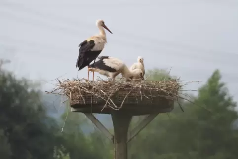 Eine Storchenfamilie aus Wartenberg-Rohrbach beherbergt zwei Jungtiere in ihrem Nest. 