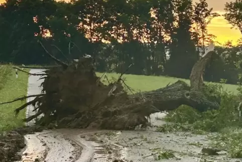 Der Baum versperrte die komplette Fahrbahn.
