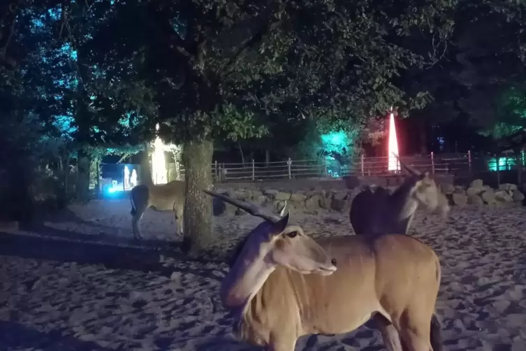 Ungewöhnliche Atmosphäre für Mensch und Fellträger: „Nacht der Tiere“ im Zoo Kaiserslautern. 