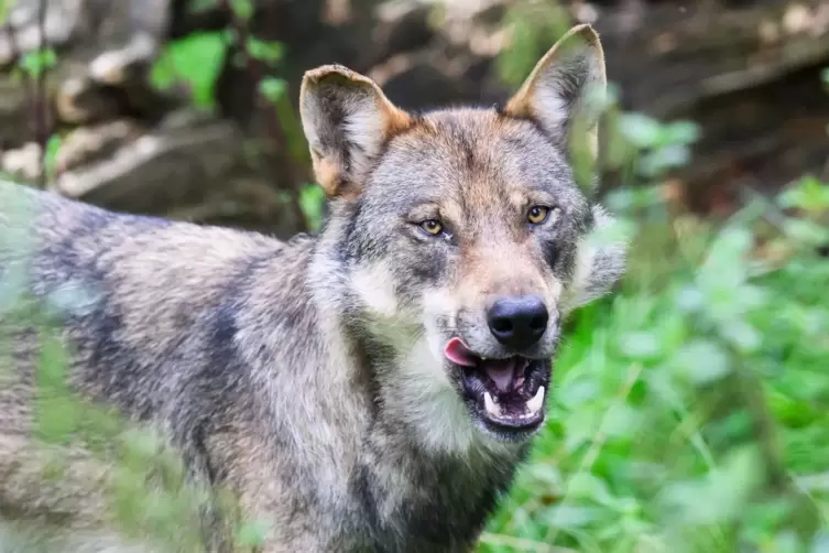 Gericht: Wölfe müssen auch in Österreich geschützt werden