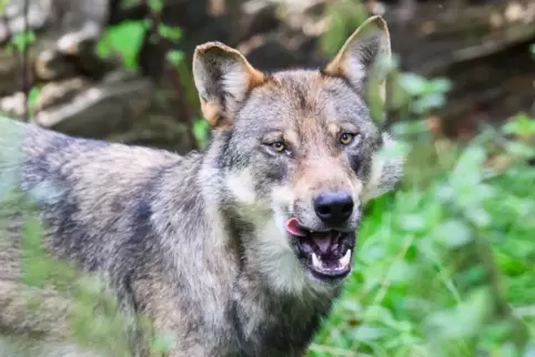 Gericht: Wölfe müssen auch in Österreich geschützt werden