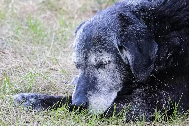 Der Hund schläft am Tag und wandert nachts unruhig durch die Wohnung? Demenz könnte der Grund dafür sein.