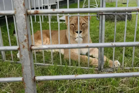 Ein Foto noch aus Zirkus-Zeiten: Inzwischen ist Löwin Manuschka ins leerstehende Pumagehege der Maßweilerer Tierauffangstation e