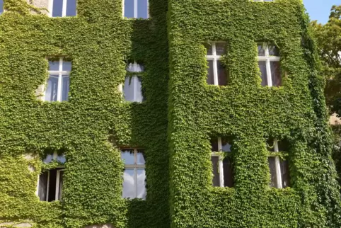 Mehr Grün in der Stadt: Auch dazu gibt es Veranstaltungen bei der VHS.