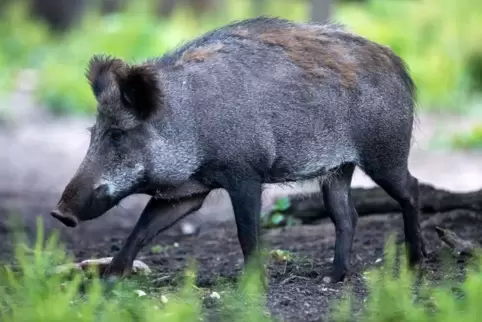 Afrikanische Schweinepest im Landkreis Mainz-Bingen