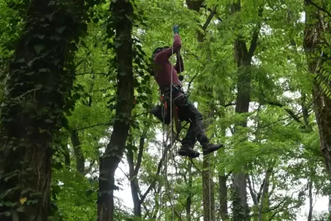 Für die Bodenzustandserhebung sind derzeit Baumsteiger im Einsatz. Sie holen Laub aus den Kronen, das dann im Labor genau unters