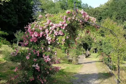 Wildrosen gibt es jetzt in voller Blüte zu bewundern.