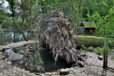 Mit seinen Wurzeln hat der Baum den Zaun angehoben und aus der Verankerung gerissen.