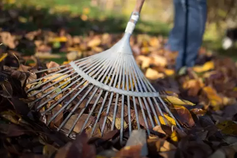 Die Stadt bietet im Herbst wieder eine zusätzliche und kostenfreie Entsorgungsmöglichkeit von Laub, Grünabfällen sowie Baum- und