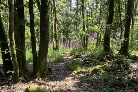 Größtenteils passt das Wetter in der kommenden Woche für Ausflüge in die Natur – an einigen Tagen allerdings besteht Regenrisiko