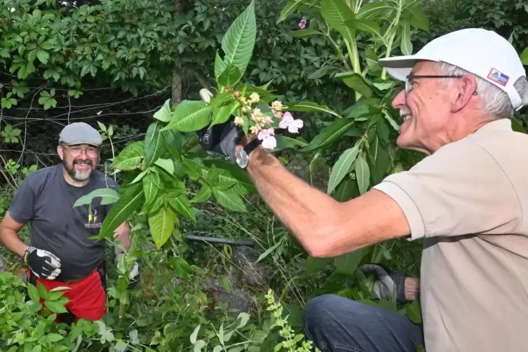 Arbeitseinsatz im Juli 2023: Bernd Hoos (links) und Martin Meister beim Beseitigen von Springkraut in der Nähe der Dammstraße.