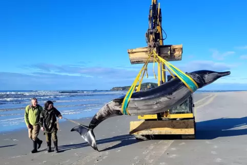 Seltener Bahamonde-Schnabelwal in Neuseeland gestrandet