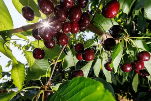 Mit Deutschland ist weniger gut Kirschen essen