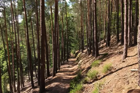 leininger burgenweg_waldpfad