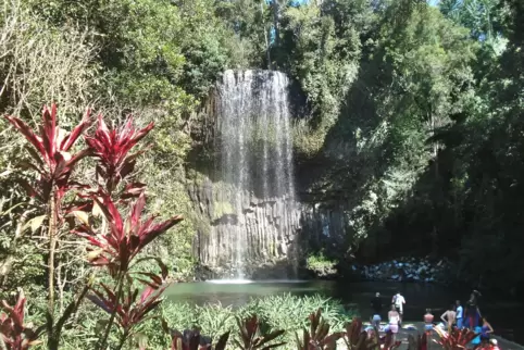 Millaa Millaa Falls