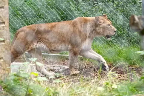 Erste Runde: Löwin Manuschka, seit vergangener Woche zu Gast in der Maßweilerer Tierauffangstation, erkundet ihr neues Außengehe