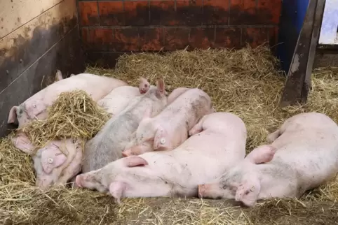 Ahnungslos schlummern die jungen Schweinchen in ihrer Box auf dem Kleinsägmühlerhof.