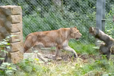 Löwin Manuschka, seit vergangener Woche zu Gast in der Maßweilerer Tierauffangstation, erkundet ihr neues Außengehege. 