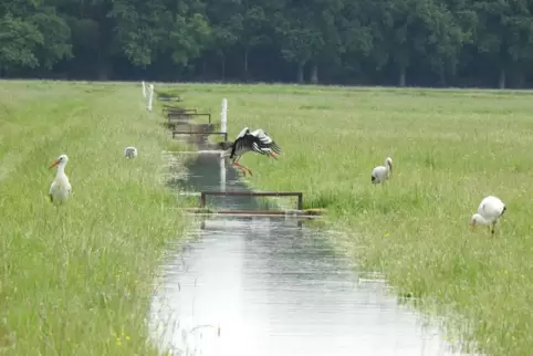 Die Queichwiesen bieten vielen Tieren Lebensraum, dem Storch etwa, und haben touristisches Potenzial.