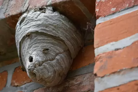 Ein Wespennest hängt an einem Mauervorsprung