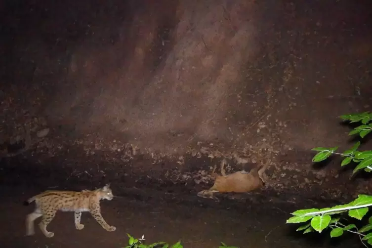 Nächtliche Kameraaufnahmen belegen, dass im Wald bei Klingenmünster ein Luchs unterwegs ist. 