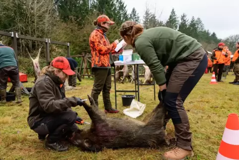 Einem toten Wildschwein wird in Niedersachsen Blut entnommen, um es auf die Afrikanische Schweinepest zu testen. In dem nördlich