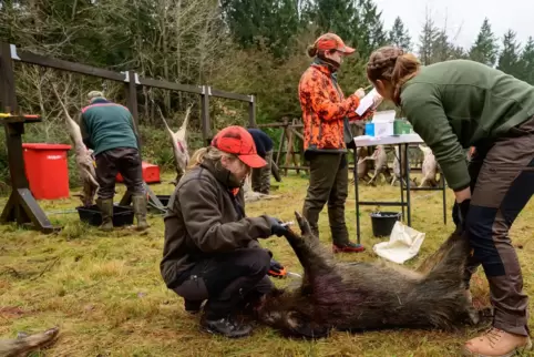 Einem toten Wildschwein wird in Niedersachsen Blut entnommen, um es auf die Afrikanische Schweinepest zu testen. In der Südpfalz