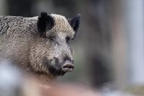 Die Afrikanische Schweinepest wurde erstmals 1921 in Kenia entdeckt. Seit 2007 gibt es Fälle in Europa. Für Wild- und Hausschwei