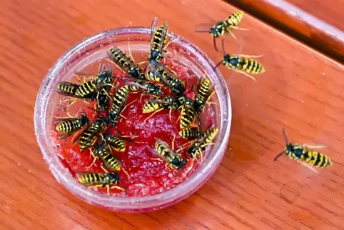 Vor allem im Spätsommer brauchen Wespen zum Überleben Zucker. Den finden sie in süßen Lebensmitteln wie etwa Kuchen, Säften, Mar