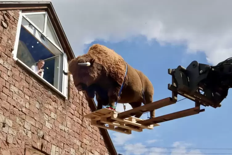 Der Bison auf dem Weg in das Dachgeschoss.