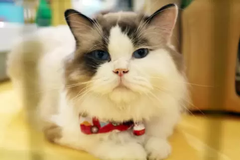 Diese geklonte Katze wurde vergangenes Jahr im chinesichen Schanghai präsentiert.